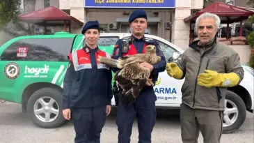 Yaralı Kızıl Şahin’e Jandarmadan Şefkat