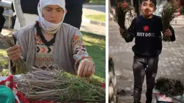 Aydın’da kendiliğinden yetişen bu otlar garibanın cüzdanını, zenginin sofralarını süslüyor