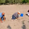 Kırkağaç Kavunu’nda Hasat İçin Geri Sayım Başladı