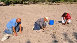 Kırkağaç Kavunu’nda Hasat İçin Geri Sayım Başladı