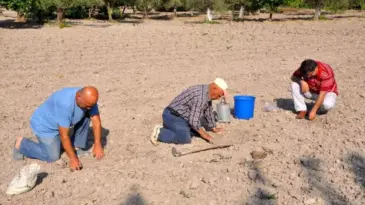 Kırkağaç Kavunu’nda Hasat İçin Geri Sayım Başladı