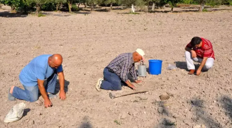 Kırkağaç Kavunu’nda Hasat İçin Geri Sayım Başladı