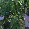 Turgutlu’da Yediveren İnciri Hasadı Başladı