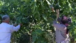 Turgutlu’da Yediveren İnciri Hasadı Başladı